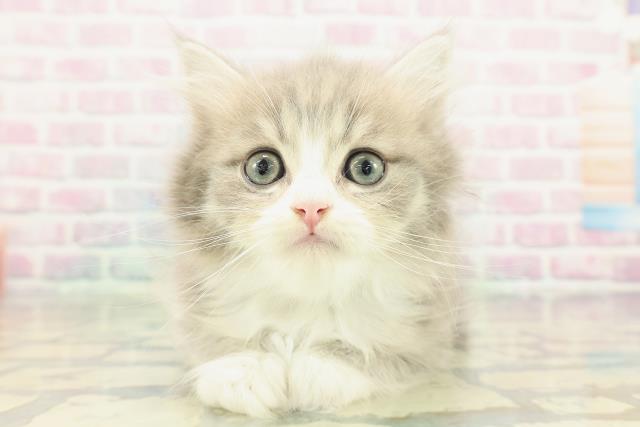 茨城県のマンチカン (Coo&RIKU水戸店/2026年1月3日生まれ/男の子/ブルータビーホワイト)の子猫の1枚目の画像