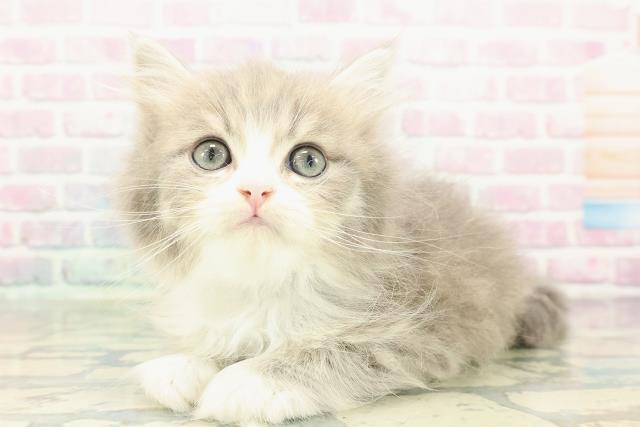 茨城県のマンチカン (Coo&RIKU水戸店/2026年1月3日生まれ/男の子/ブルータビーホワイト)の子猫の2枚目の画像