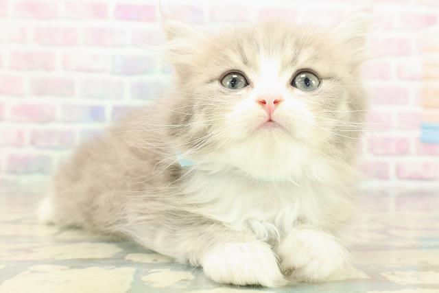 茨城県のマンチカン (Coo&RIKU水戸店/2026年1月3日生まれ/男の子/ブルータビーホワイト)の子猫の3枚目の画像