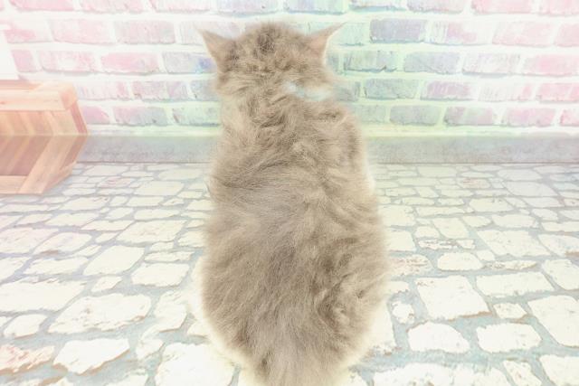 茨城県のマンチカン (Coo&RIKU水戸店/2026年1月3日生まれ/男の子/ブルータビーホワイト)の子猫の4枚目の画像