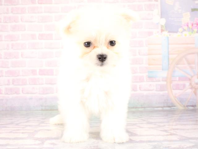 兵庫県のポメマル/マルポメ(ポメラニアン×マルチーズ) (Coo&RIKU三木店/2026年1月1日生まれ/女の子/ホワイト)の子犬