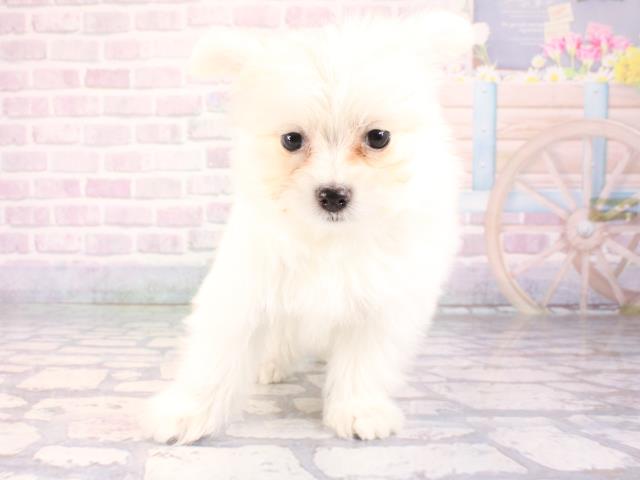 兵庫県のポメマル/マルポメ(ポメラニアン×マルチーズ) (Coo&RIKU神戸垂水店/2026年1月1日生まれ/女の子/ホワイト)の子犬