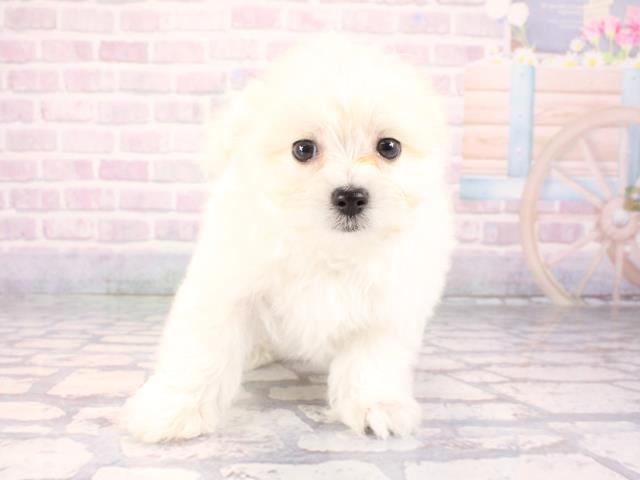 兵庫県のポメマル/マルポメ(ポメラニアン×マルチーズ) (Coo&RIKU丹波店/2026年1月1日生まれ/男の子/ホワイト)の子犬