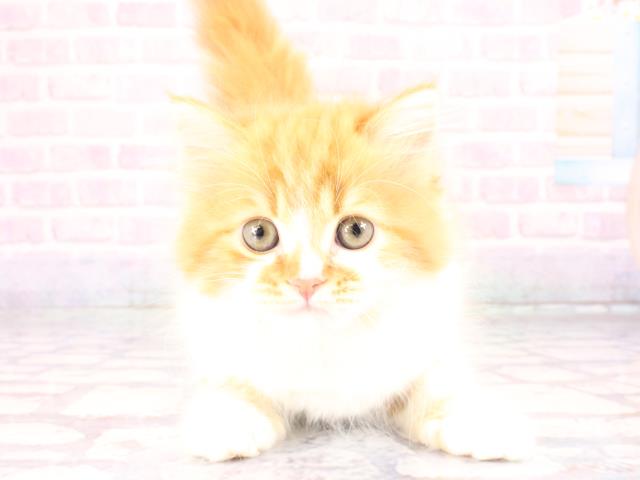 兵庫県のスコティッシュフォールド (Coo&RIKU丹波店/2026年1月1日生まれ/男の子/レッドタビーホワイト)の子猫