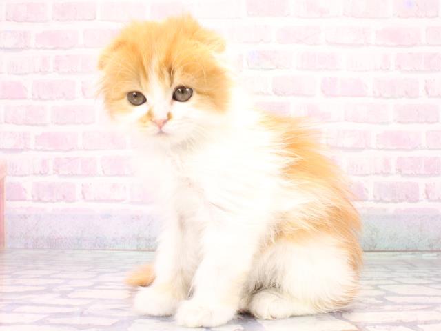 兵庫県のスコティッシュフォールド (Coo&RIKU明石店/2026年1月1日生まれ/男の子/レッドタビーホワイト)の子猫の3枚目の画像