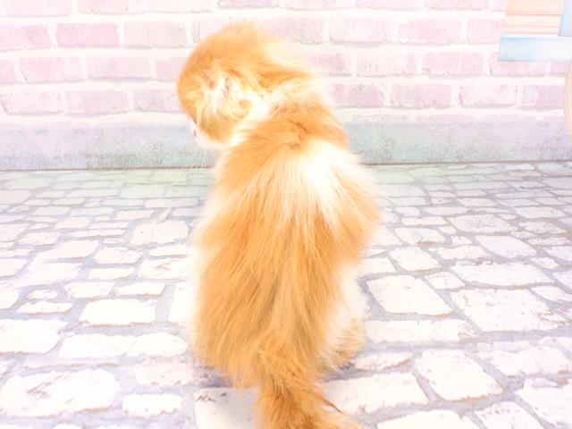 兵庫県のスコティッシュフォールド (Coo&RIKU明石店/2026年1月1日生まれ/男の子/レッドタビーホワイト)の子猫の4枚目の画像