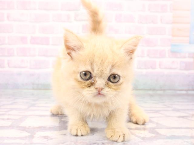 兵庫県のミヌエット (Coo&RIKU姫路店/2025年12月27日生まれ/女の子/クリームホワイト)の子猫