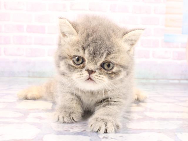 兵庫県のミヌエット (Coo&RIKU神戸垂水店/2025年12月28日生まれ/男の子/ブルー)の子猫