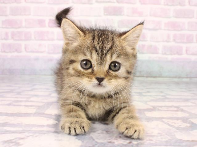 兵庫県のミヌエット (Coo&RIKU丹波店/2025年12月28日生まれ/男の子/ブラウンタビー)の子猫