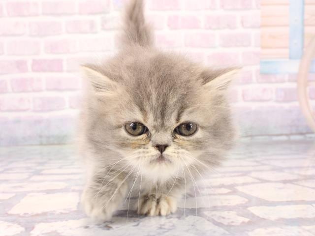 京都府のミヌエット (Coo&RIKU舞鶴店/2025年12月28日生まれ/女の子/ブルー)の子猫