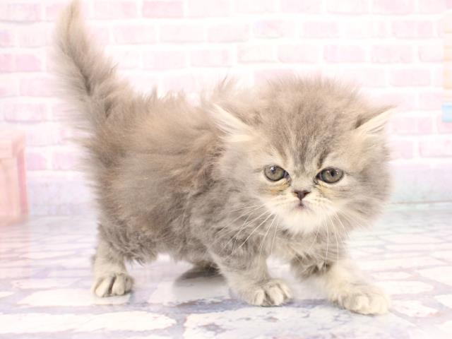 京都府のミヌエット (Coo&RIKU舞鶴店/2025年12月28日生まれ/女の子/ブルー)の子猫の2枚目の画像