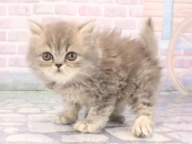 京都府のミヌエット (Coo&RIKU舞鶴店/2025年12月28日生まれ/女の子/ブルー)の子猫の3枚目の画像