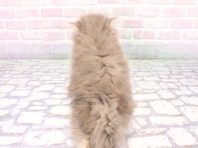 京都府のミヌエット (Coo&RIKU舞鶴店/2025年12月28日生まれ/女の子/ブルー)の子猫の4枚目の画像