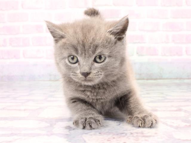 兵庫県のブリティッシュショートヘアー (Coo&RIKU三木店/2025年12月29日生まれ/男の子/ブルー)の子猫