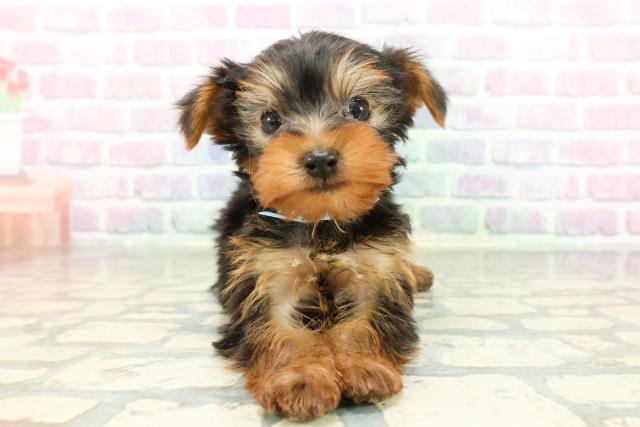 ヨークシャーテリア