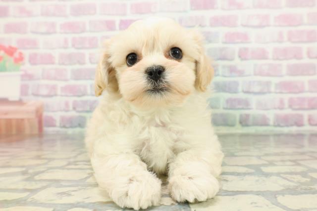 北海道のペキプー(ペキニーズ×プードル) (Coo&RIKU旭川店/2026年1月5日生まれ/男の子/アプリコット)の子犬