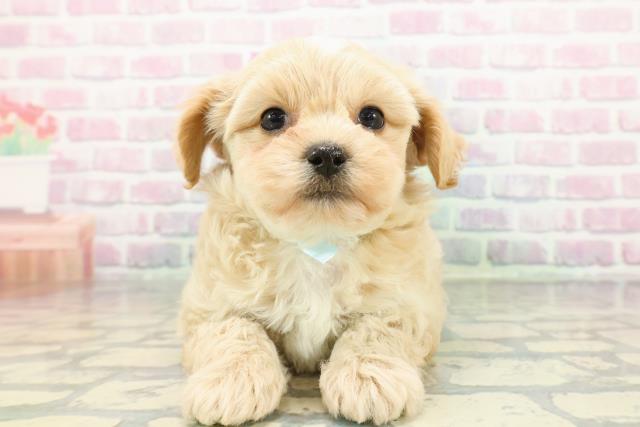 北海道のペキプー(ペキニーズ×プードル) (Coo&RIKU岩見沢店/2026年1月5日生まれ/男の子/アプリコット)の子犬