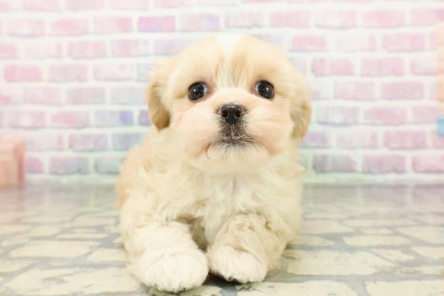 長野県のペキプー(ペキニーズ×プードル) (Coo&RIKU松本店/2026年1月5日生まれ/女の子/アプリコット)の子犬