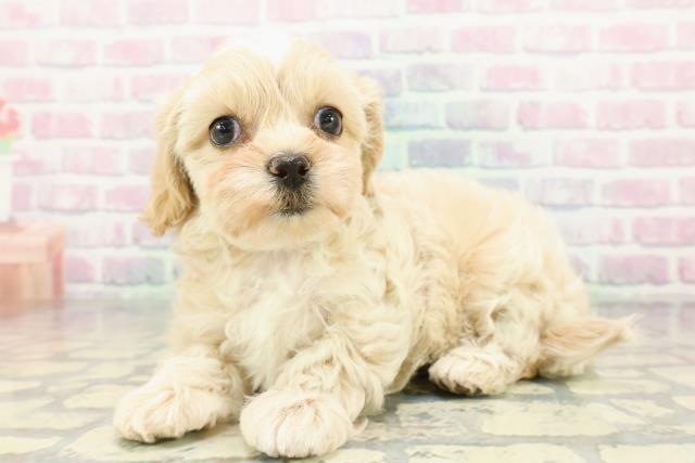 秋田県のペキプー(ペキニーズ×プードル) (Coo&RIKU秋田店/2026年1月5日生まれ/女の子/アプリコット)の子犬の2枚目の画像