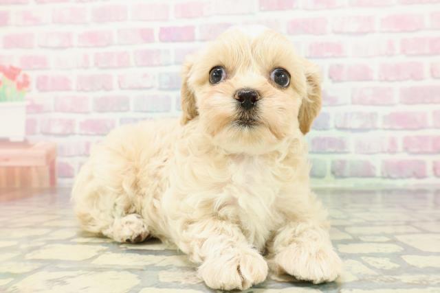 秋田県のペキプー(ペキニーズ×プードル) (Coo&RIKU秋田店/2026年1月5日生まれ/女の子/アプリコット)の子犬の3枚目の画像