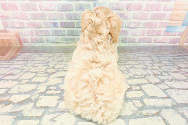 秋田県のペキプー(ペキニーズ×プードル) (Coo&RIKU秋田店/2026年1月5日生まれ/女の子/アプリコット)の子犬の4枚目の画像