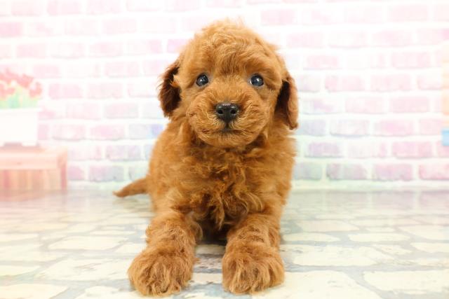 石川県のトイプードル(トイ) (Coo&RIKUイオン野々市南店/2026年1月5日生まれ/男の子/レッド)の子犬の1枚目の画像