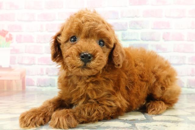 石川県のトイプードル(トイ) (Coo&RIKUイオン野々市南店/2026年1月5日生まれ/男の子/レッド)の子犬の2枚目の画像