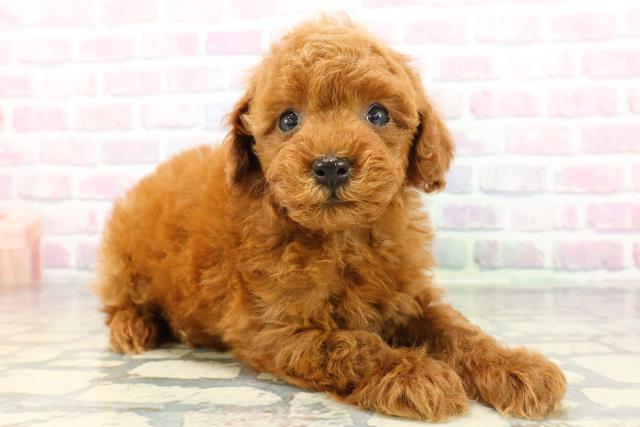 石川県のトイプードル(トイ) (Coo&RIKUイオン野々市南店/2026年1月5日生まれ/男の子/レッド)の子犬の3枚目の画像