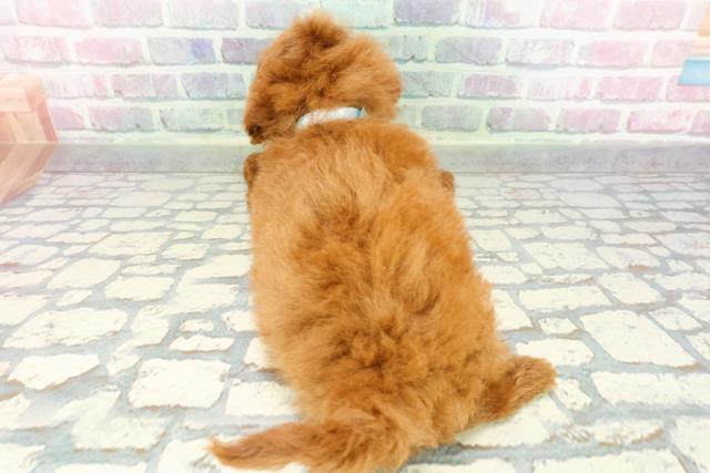 石川県のトイプードル(トイ) (Coo&RIKUイオン野々市南店/2026年1月5日生まれ/男の子/レッド)の子犬の4枚目の画像