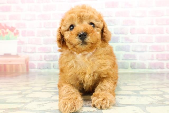 トイ・プードル