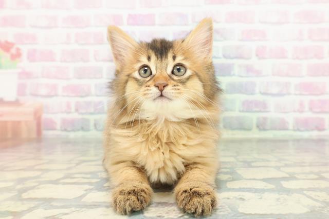 福島県のソマリ (Coo&RIKU郡山店/2025年12月28日生まれ/女の子/ルディ)の子猫