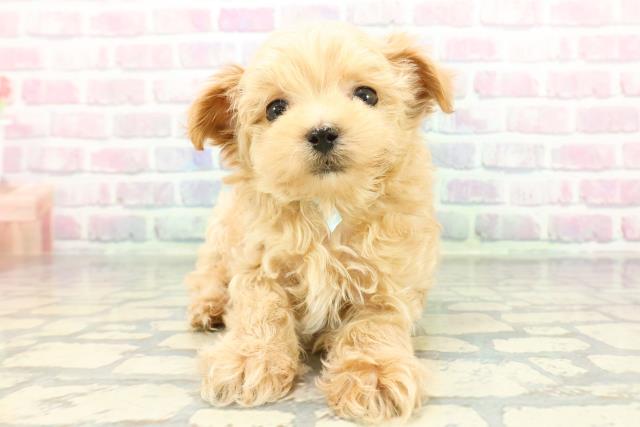 神奈川県のマルプー(マルチーズ×プードル) (Coo&RIKU相模原店/2026年1月5日生まれ/男の子/アプリコット)の子犬の1枚目の画像