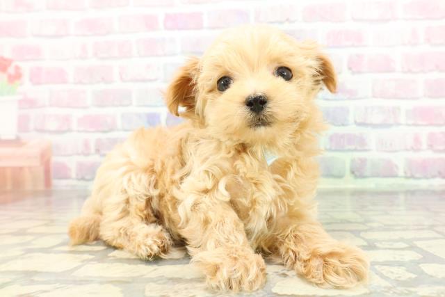 神奈川県のマルプー(マルチーズ×プードル) (Coo&RIKU相模原店/2026年1月5日生まれ/男の子/アプリコット)の子犬の3枚目の画像