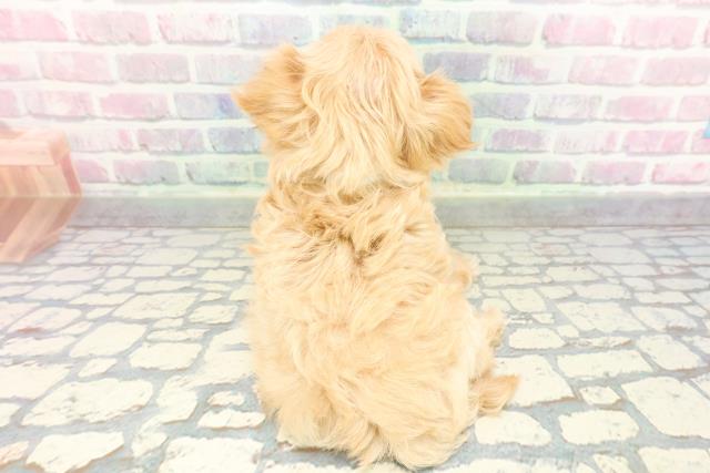 神奈川県のマルプー(マルチーズ×プードル) (Coo&RIKU相模原店/2026年1月5日生まれ/男の子/アプリコット)の子犬の4枚目の画像