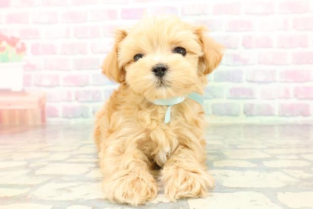 埼玉県のマルプー(マルチーズ×プードル) (Coo&RIKU桶川店/2026年1月5日生まれ/男の子/アプリコット)の子犬の1枚目の画像