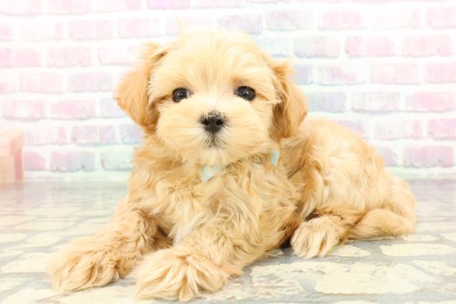 埼玉県のマルプー(マルチーズ×プードル) (Coo&RIKU桶川店/2026年1月5日生まれ/男の子/アプリコット)の子犬の2枚目の画像