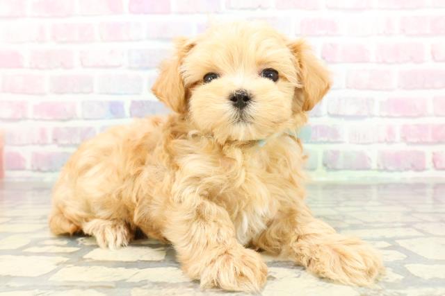 埼玉県のマルプー(マルチーズ×プードル) (Coo&RIKU桶川店/2026年1月5日生まれ/男の子/アプリコット)の子犬の3枚目の画像