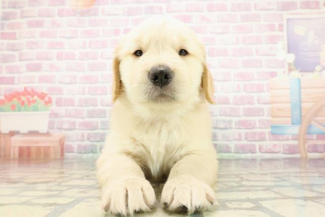 ゴールデン・レトリバー