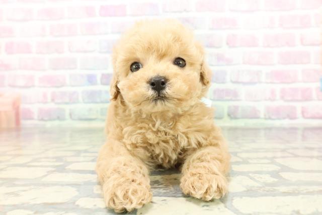 トイ・プードル