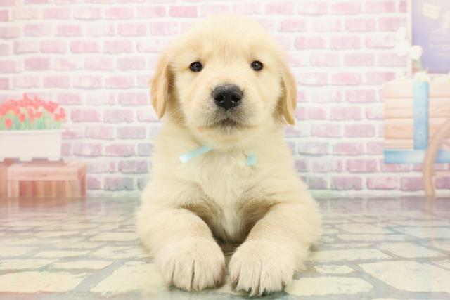 千葉県のゴールデンレトリバー (Coo&RIKU東金店/2026年1月4日生まれ/男の子/ゴールデン)の子犬の1枚目の画像