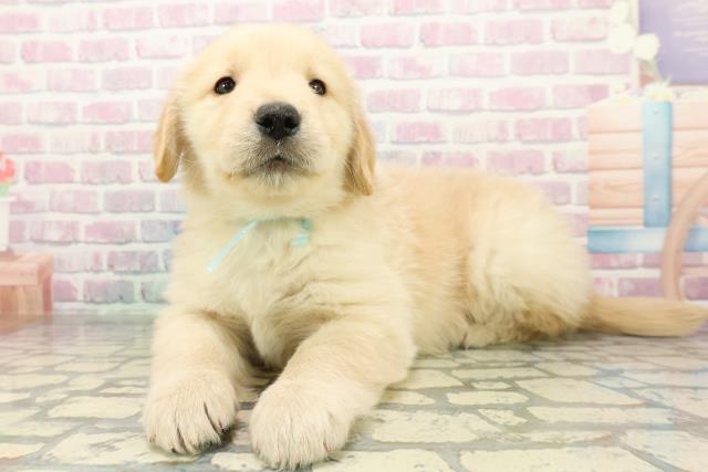 千葉県のゴールデンレトリバー (Coo&RIKU東金店/2026年1月4日生まれ/男の子/ゴールデン)の子犬の2枚目の画像