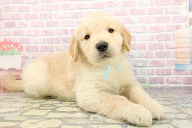 千葉県のゴールデンレトリバー (Coo&RIKU東金店/2026年1月4日生まれ/男の子/ゴールデン)の子犬の3枚目の画像