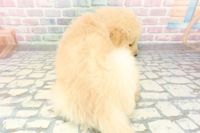 千葉県のゴールデンレトリバー (Coo&RIKU東金店/2026年1月4日生まれ/男の子/ゴールデン)の子犬の4枚目の画像