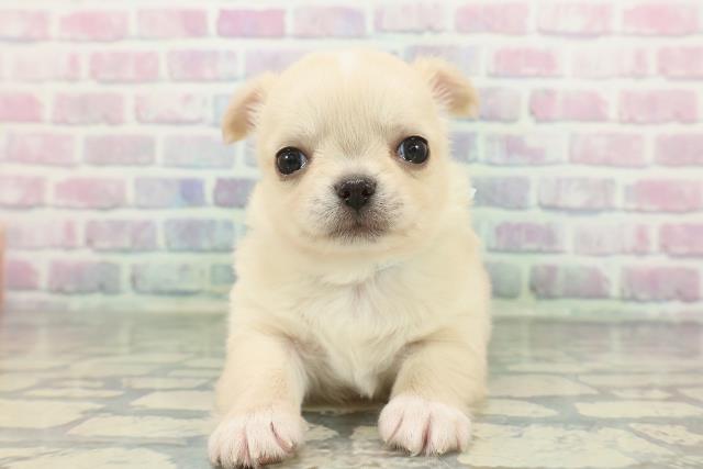 秋田県のチワプー/プーチー(チワワ×プードル) (Coo&RIKU秋田店/2026年1月6日生まれ/男の子/クリーム)の子犬の1枚目の画像