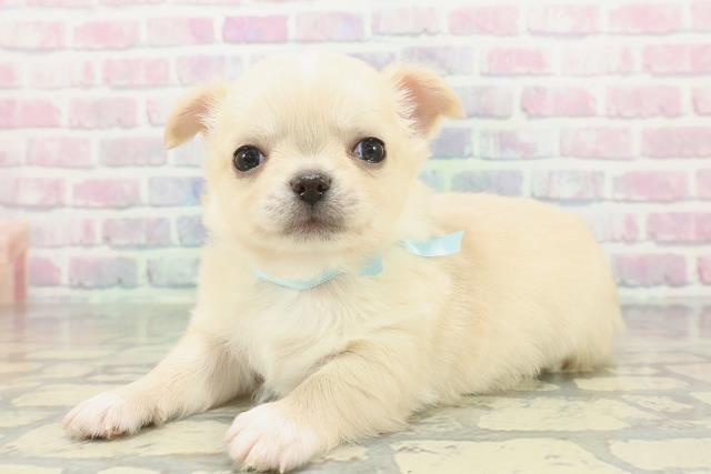 秋田県のチワプー/プーチー(チワワ×プードル) (Coo&RIKU秋田店/2026年1月6日生まれ/男の子/クリーム)の子犬の2枚目の画像