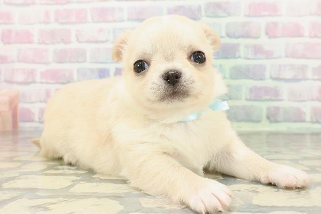 秋田県のチワプー/プーチー(チワワ×プードル) (Coo&RIKU秋田店/2026年1月6日生まれ/男の子/クリーム)の子犬の3枚目の画像