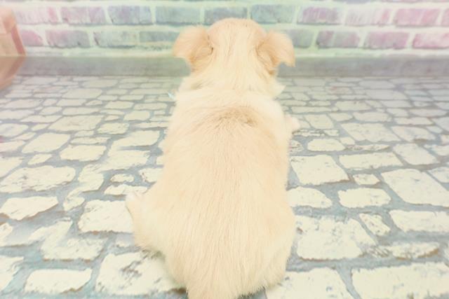 秋田県のチワプー/プーチー(チワワ×プードル) (Coo&RIKU秋田店/2026年1月6日生まれ/男の子/クリーム)の子犬の4枚目の画像