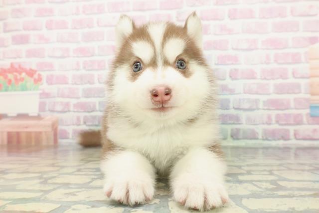 新潟県のシベリアンハスキー (Coo&RIKU新潟東店/2026年1月5日生まれ/男の子/チョコレートホワイト)の子犬の1枚目の画像