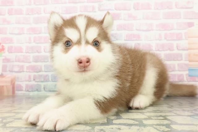 新潟県のシベリアンハスキー (Coo&RIKU新潟東店/2026年1月5日生まれ/男の子/チョコレートホワイト)の子犬の2枚目の画像