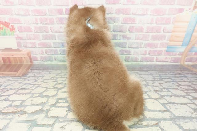 新潟県のシベリアンハスキー (Coo&RIKU新潟東店/2026年1月5日生まれ/男の子/チョコレートホワイト)の子犬の4枚目の画像